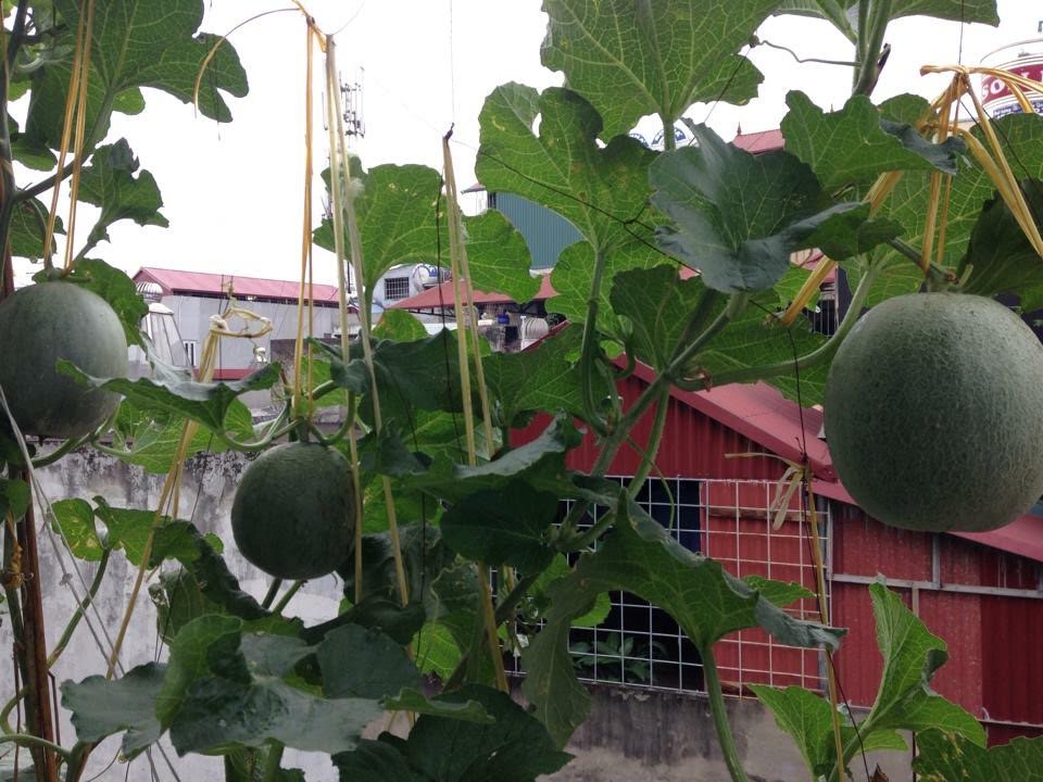 Kỹ thuật trồng dưa lưới trên sân thượng đơn giản hiệu quả  Lisado