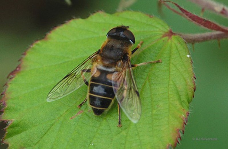 Có những yếu tố nào ảnh hưởng đến chất lượng mật ong trong thời điểm lấy?
