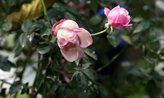 Lễ hội hoa hồng tại Hà Nội: Người dân thất vọng vì hoa giả, hoa héo