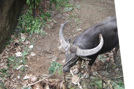 Trâu số 18 sau khi được khống chế - Ảnh CTV