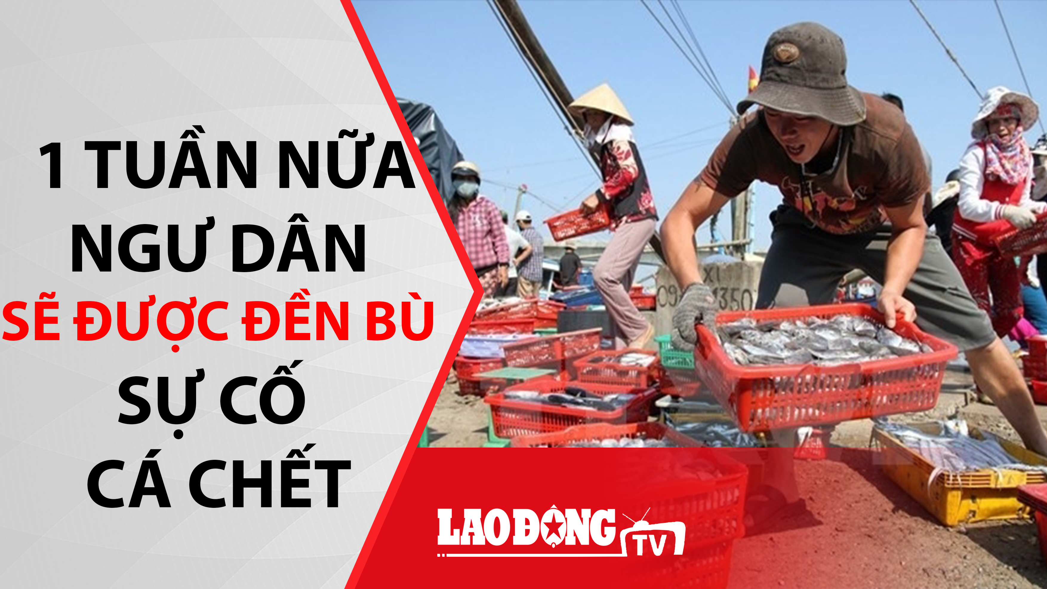 Kinh tế 24h:  1 tuần nữa ngư dân được đền bù sự cố cá chết, NH đồng loạt giảm lãi suất 