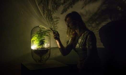 Công nghệ 360:  Độc đáo với ý tưởng biến cây xanh thành đèn thắp sáng trong đêm