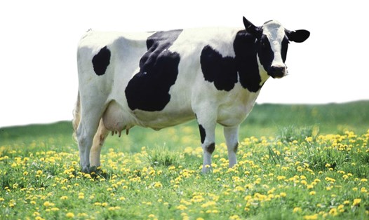 Công nghệ 360: Những con bò sẽ giúp con người tìm ra vắc-xin chống HIV