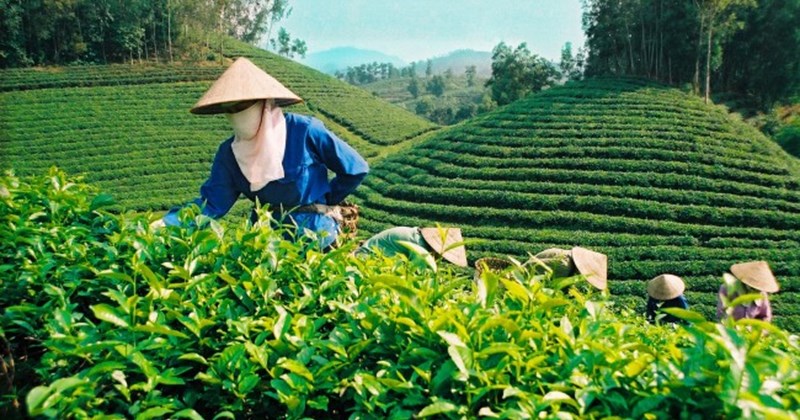 Chè xanh cũng là thuốc