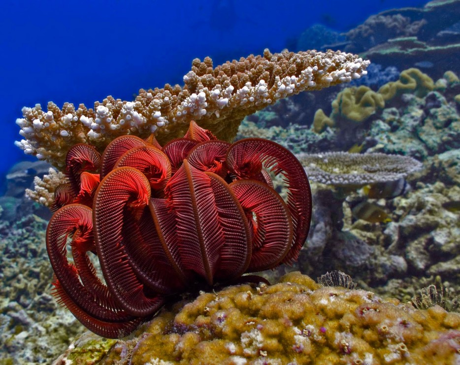 Xem hơn 100 ảnh về hình vẽ san hô  NEC