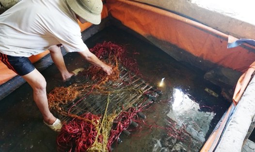 Bể nuôi lươn bằng “công nghệ” thuốc tránh thai của ông TND (Hưng Nguyên).