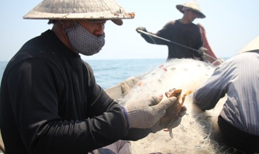 Phần lớn ngư dân thôn Cự Lại Đông sống bằng nghề đánh bắt hải sản dưới 20 hải lý. Ảnh: Đ.K