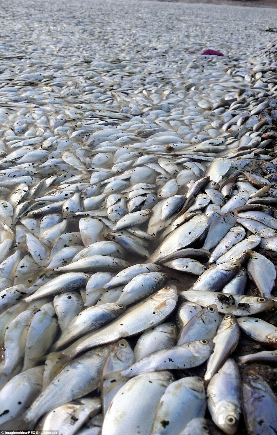 Hình ảnh báo động cá chết hàng loạt sau vụ nổ Thiên Tân, Trung Quốc