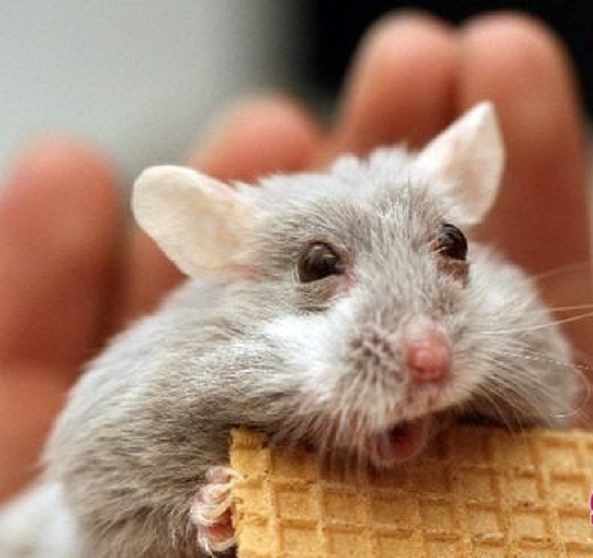 Con vật hài hước có thể là bất cứ loài động vật nào, nhưng động vật nào có thể đáng yêu và vui nhộn hơn các chú chuột hamster? Hãy xem hình và tìm thấy niềm vui trong thế giới đáng yêu của các chú chuột hamster.
