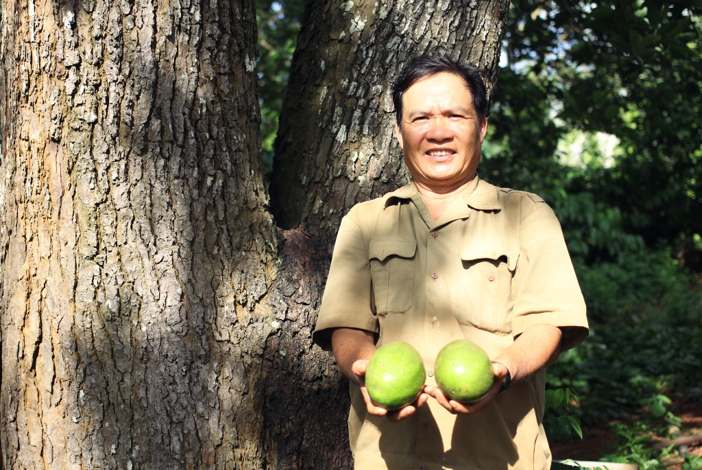 Cây bơ khoảng 40 tuổi mỗi năm mang về 200 triệu cho lão nông tại Đắk Lắk