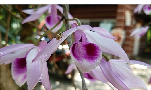Một giống hoa lan rừng quý hiếm tại khu bảo tồn lan Troh Bư. 