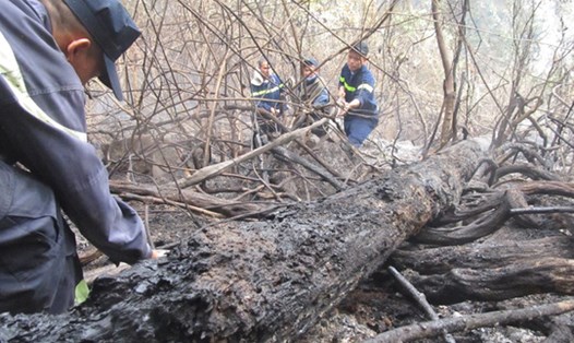Vụ cháy thiêu rụi gần 20 ha rừng nguyên sinh trên địa bàn tỉnh Quảng Nam. Ảnh: LP