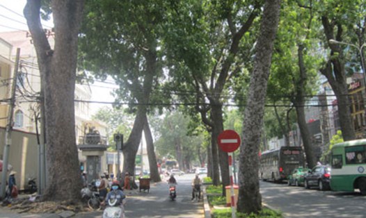 Cây xanh trên đường Tôn Đức Thắng (quận 1, TPHCM).   Ảnh: M.Q