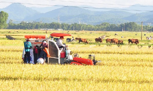 Máy gặt đập ở Nghệ An có giá quá cao so với thu nhập của người nông dân. Ảnh: Q.Đ