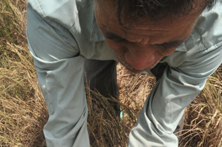 Lúa chết ở Kiên Giang trong đợt hạn mặn khốc liệt năm 2016. Ảnh: P.V