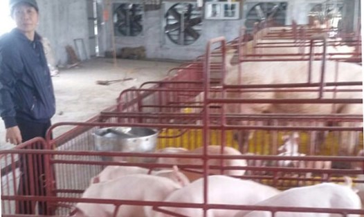 Một mô hình chăn nuôi lợn được vay vốn từ Quỹ “Vì nữ CNLĐ nghèo” của tỉnh Bắc Ninh. Ảnh: QUẾ CHI