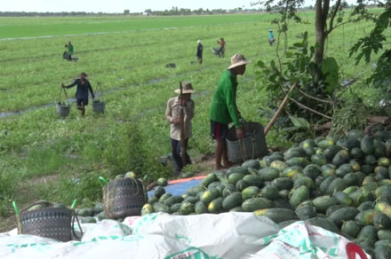 Nông dân ĐBSCL trồng dưa hấu lao đao vì giá rớt thê thảm. Ảnh: T.L