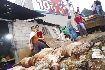 Nội tạng lợn chết màu đen sì, đã phân hủy, không tận dụng hun khói được thì họ bốc đem đi đổ bỏ, hình ảnh quay lén này là cơ sở sống còn để có được vụ bắt giữ quy mô lớn.