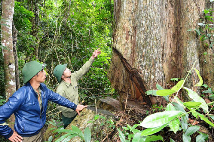 Rừng tại Gia Lai bị lâm tặc tìm mọi cách đốn hạ. Ảnh: ĐÌNH VĂN