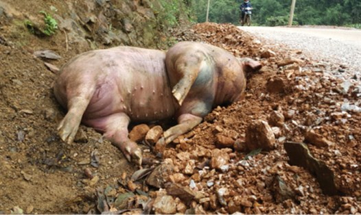 Xác lợn chết bị ném ra vệ đường ven thành phố Cao Bằng (ảnh chụp ngày 22.3.2017).