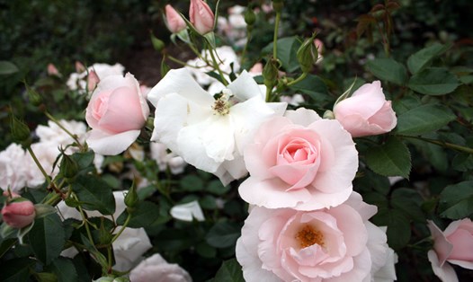 Hoa hồng bạch kiêu sa