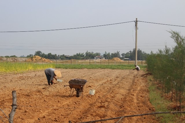 Khu TĐC bỏ hoang nên người dân tận dụng làm hoa màu. Ảnh: Trần Tuấn