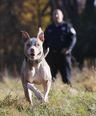 Một chú pit bull tại trường K9 tại Stone Ridge, Mỹ