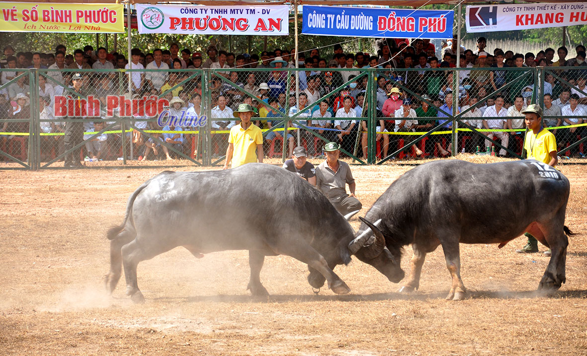 Lễ hội chọi trâu Bình Phước - Nét văn hóa độc đáo không thể bỏ lỡ