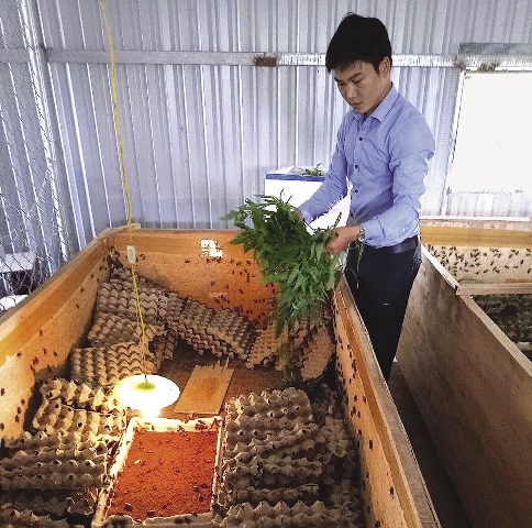 Trang trại này còn nuôi hơn 1.000 con tắc kè trong hộp gỗ xếp xen kẽ giúp chúng trú ẩn và đẻ trứng, hàng tháng tắc kè sinh sản được hơn 3.000 trứng.