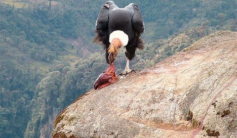 Loài này phân bố ở Nam Mỹ trong dãy Andes, bao gồm các dãy núi Santa Marta. Ở phía bắc, phạm vi của nó bắt đầu ở Venezuela và Colombia, tiếp tục về phía nam dọc theo dãy núi Andes ở Ecuador, Peru, và Chile, thông qua Bolivia và phía tây Argentina Tierra del Fuego.