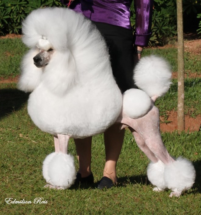 Giống chó Poodle có nguồn gốc từ 1 từ tiếng Đức có nghĩa là “chó nước” và bộ lông của chúng có thể đè bẹp cơ thể khi ở trong nước. Phần lông còn lại che phủ các khớp và các bộ phận quan trọng để giữ cho chúng không bị lạnh và bị thương.