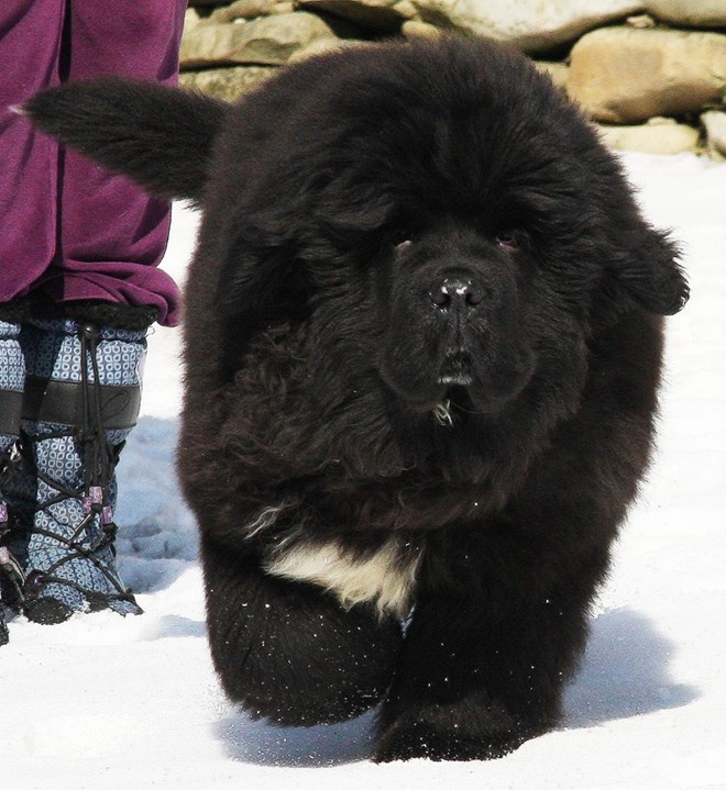 Giống chó Newfoundland là 1 trong những giống chó lớn nhất và ban đầu được sử dụng để làm chó cứu hộ biển Bắc. Với bộ lông xù có 2 lớp, giống chó này rất phù hợp và thích nghi với những cái lạnh ở khu vực phía Bắc bắn cầu, tuy nhiên thì cũng cần sự chăm sóc rất cẩn thận với bộ lông của chúng.