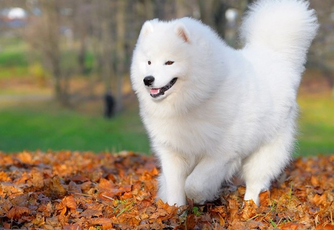 Giống chó Samoyed có nguồn gốc từ vùng Siberia, được những người thợ săn và đánh cá nuôi. Trang nhã và lanh lợi, giống chó này ngày nay trở nên một trong những giống chó mốt nhất của những người yêu chó và được gọi là “Nàng Bạch tuyết của rừng Taiga”.