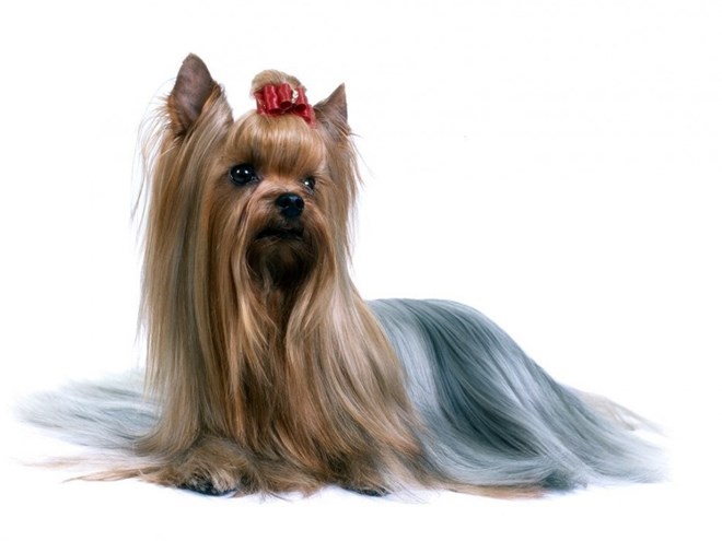 Giống chó Silky Terrier lông tơ mượt còn được gọi là Sidney Terrier, có bộ lông dài, cấu tạo xương chắc khỏe. Cơ thể săn chắc, có dáng hơi hạ thấp. Đôi tai hình chữ V, dựng thẳng đứng. Lông mọc xõa từ lưng xuống, có màu đỏ lửa ánh xanh da trời hoặc màu xanh với màu nâu vàng rám nắng. Khi sinh ra, Silky Terrier có lông màu đen.