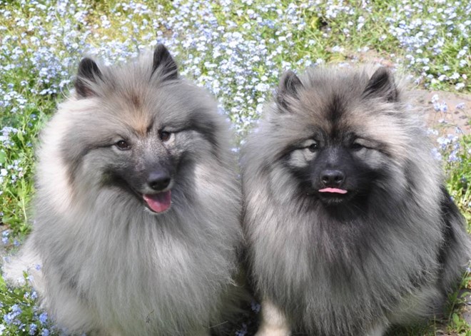 Giống chó Keeshond: Đây là 1 trong những giống chó chưa bao giờ được sử dụng để săn bắn và là một vật nuôi tuyệt vời trong gia đình.